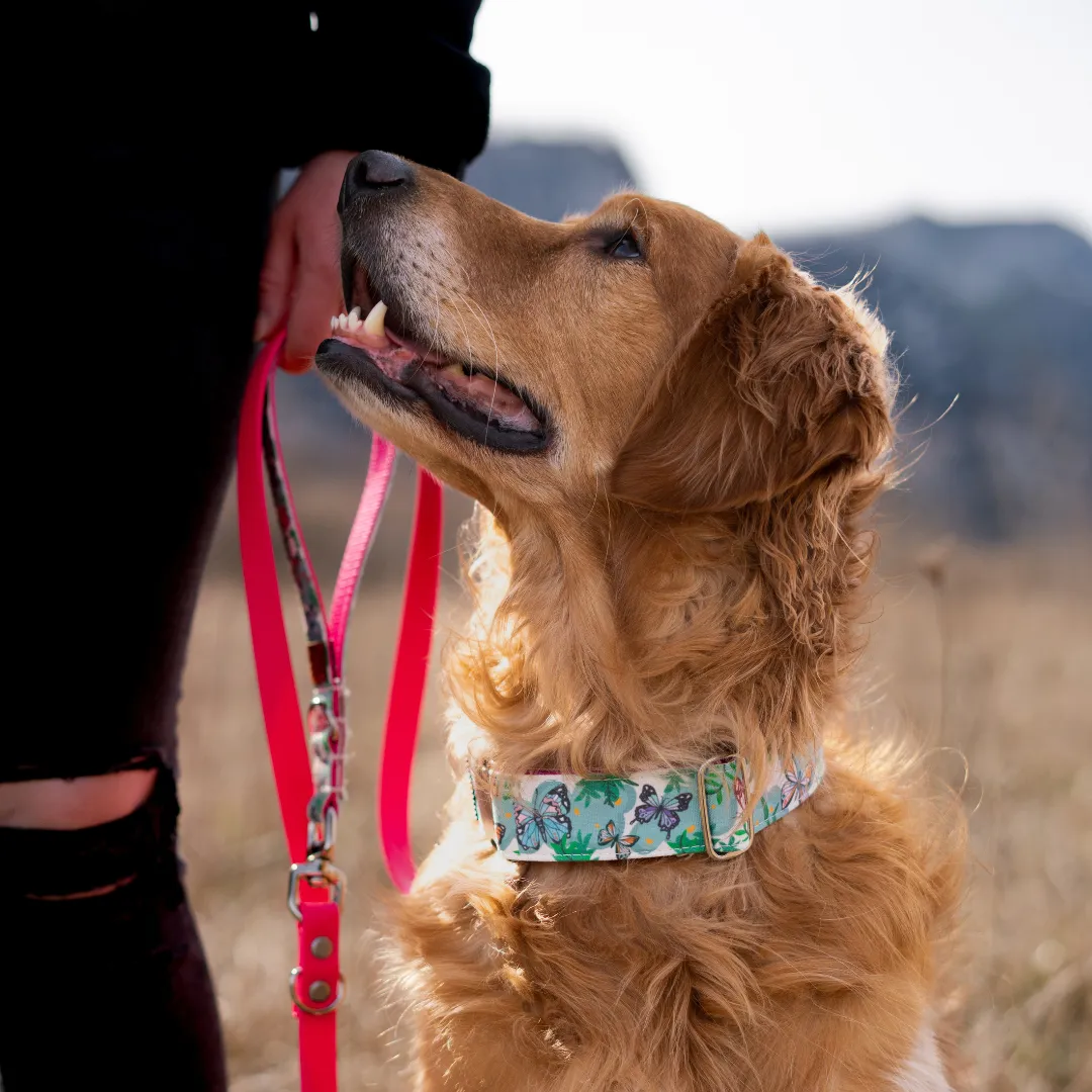 Butterfly Garden Dog Collar