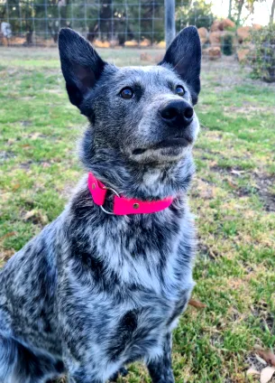 Collar & Ruff Biothane Safety Collar