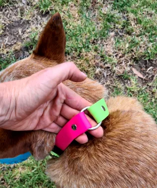 Collar & Ruff Biothane Safety Collar