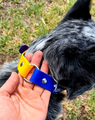 Collar & Ruff Biothane Safety Collar