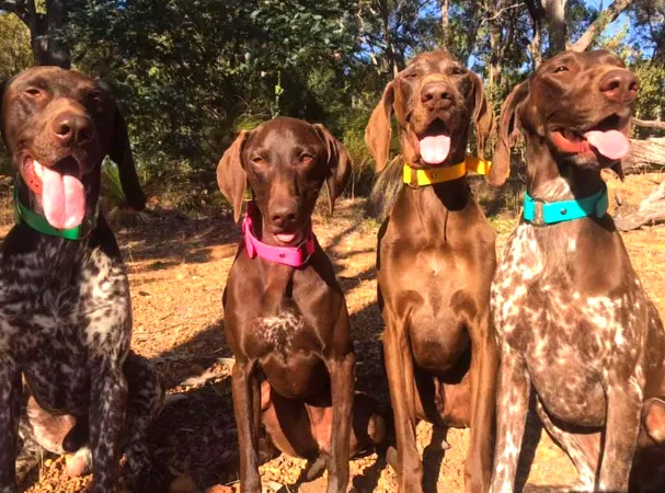 Collar & Ruff Biothane Safety Collar