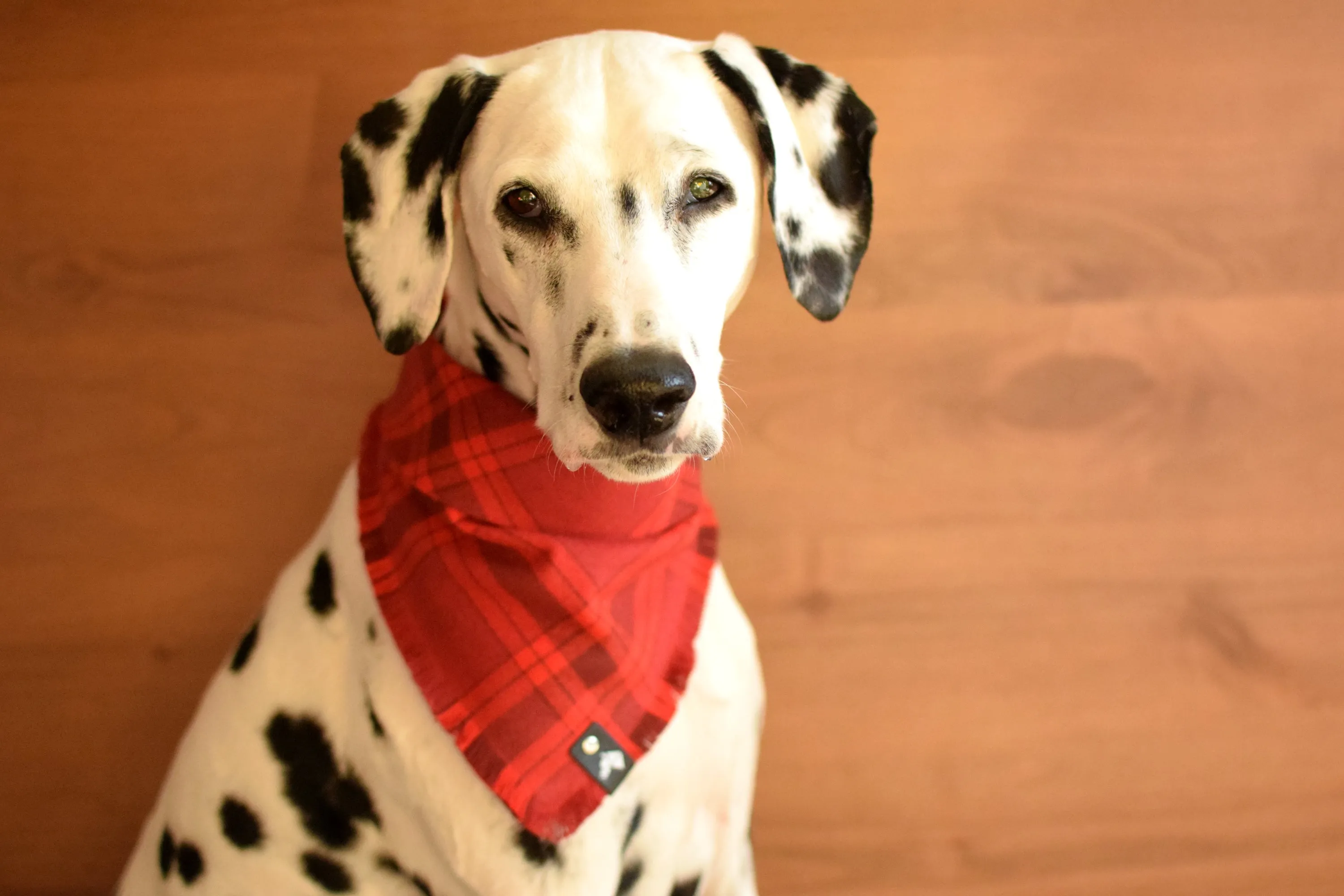CRIMSON Fringed Flannel Dog Bandana - Snap/Tie On Cotton Scarf