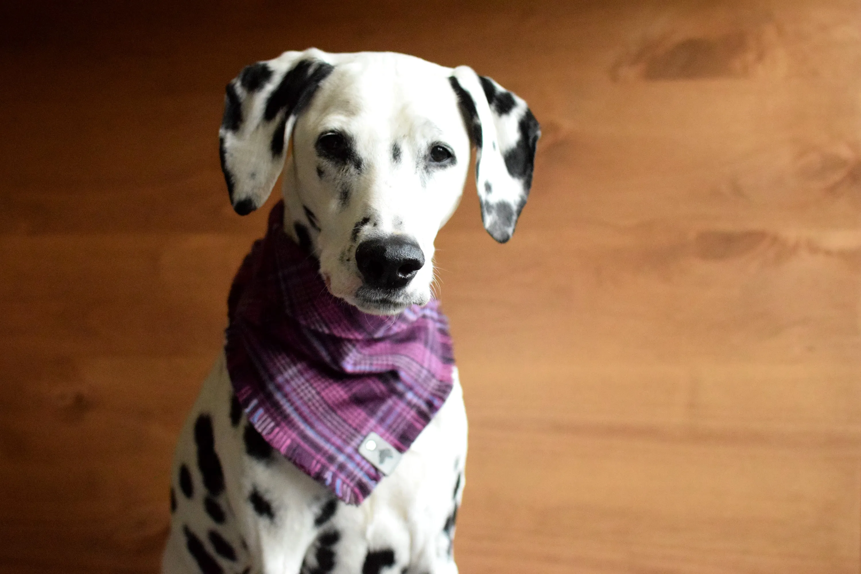 LUPINE Fringed Flannel Dog Bandana - Snap/Tie On Cotton Scarf