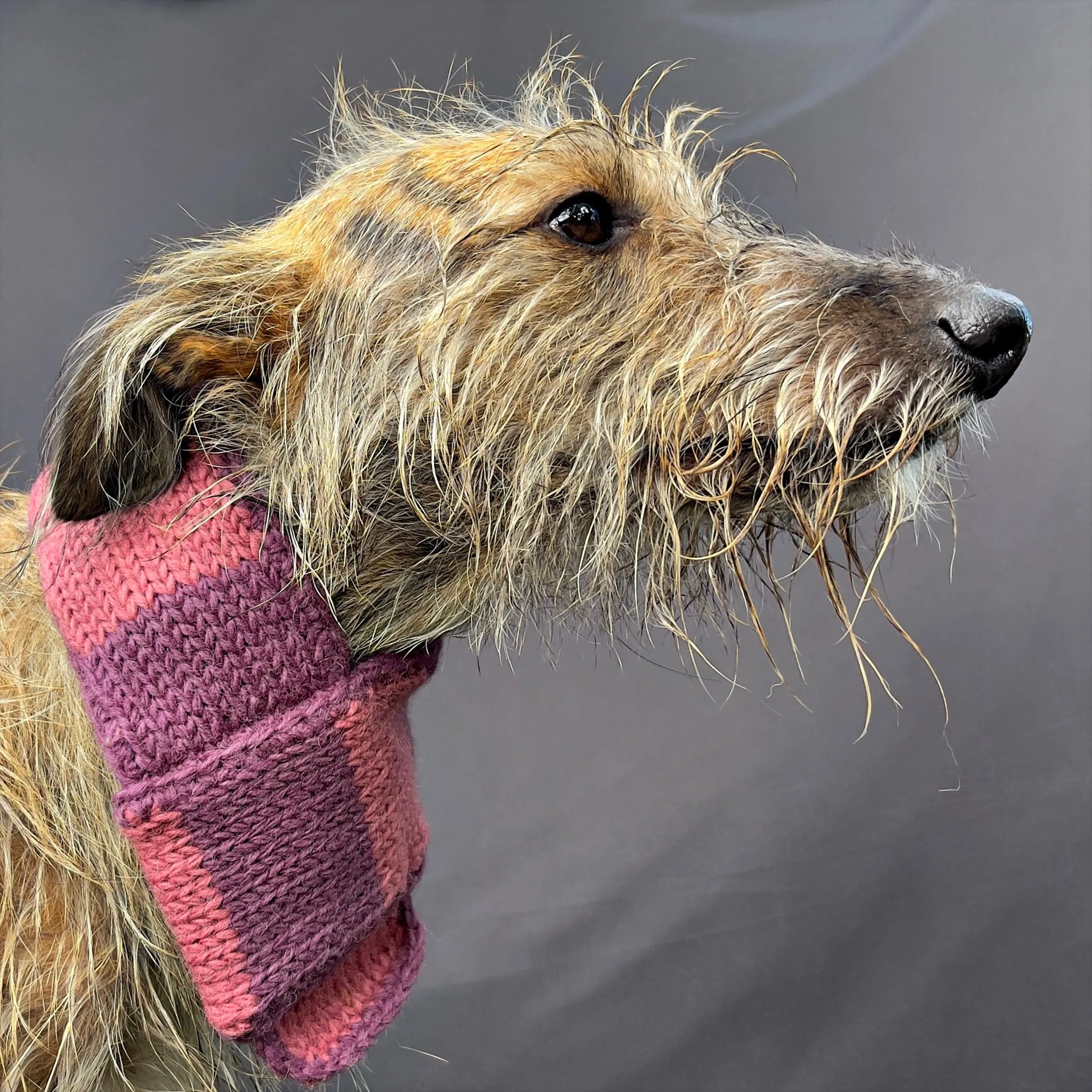 Smithy Mauve & Pink Stripe Pull-On Dog Neck Warmer