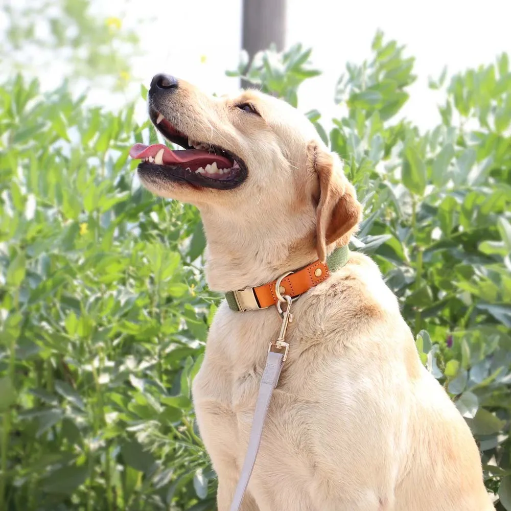 TailWag Freedom Dog Collar Nylon Leather
